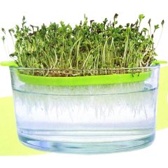 Csíráztató szita + üvegtál