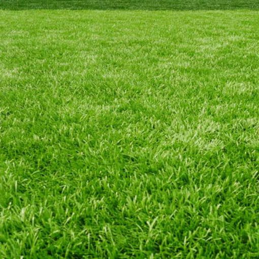 Fűmagkeverék Stadion Sport (Taposástbíró) 5kg