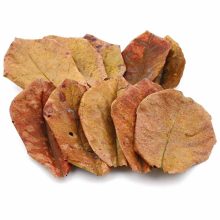 SERA Catappa levél S (10-15cm) akváriumban meggátolják gombák elszaporodását