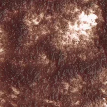 TETRA Fresh Delica Daphnia 48 g akváriumi zselés haleledel