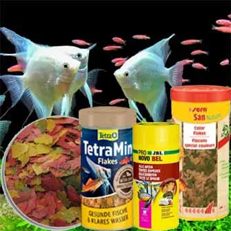 AKVÁRIUMI ELESÉGEK