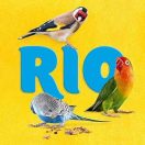 RIO
