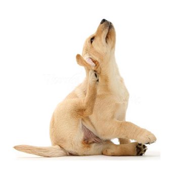 BOLHAÍRTÓ KÉSZÍTMÉNYEK