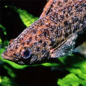 GYÓGYHATÁSÚ KÉSZÍTMÉNYEK