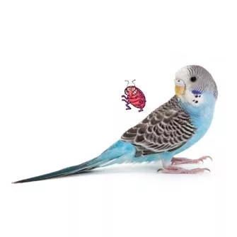 ÉLŐSKÖDŐ ELLENI SZEREK