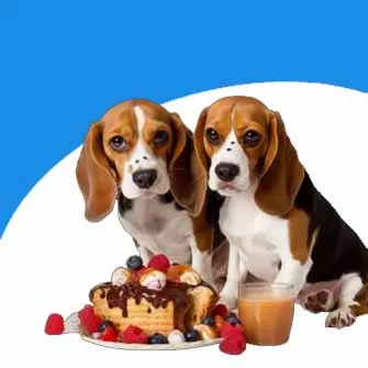 KUTYA JUTALOMFALATOK