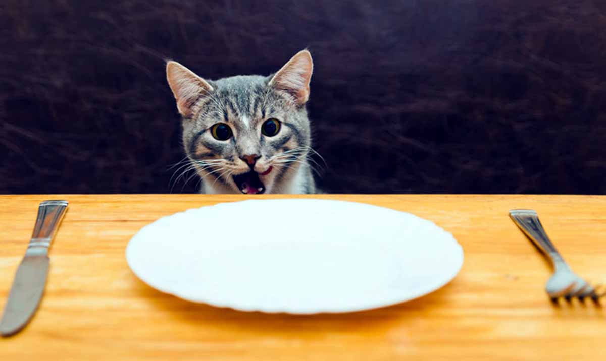 Finnyásság és étvágytalanság a macskáknál